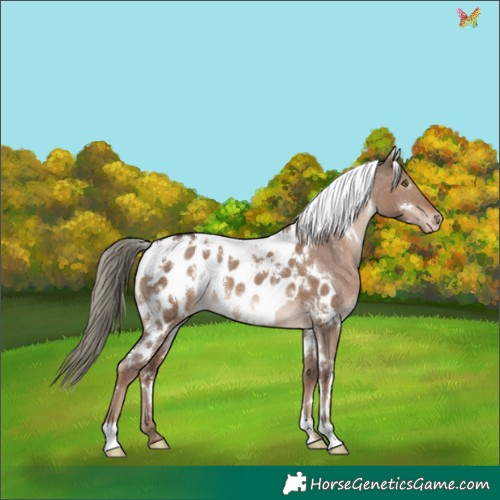 Horse Color:White Spotted Liver Red Dun Mushroom Appaloosa Rabicano 