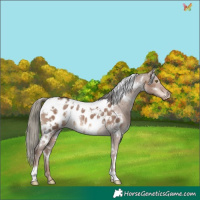 Horse Color:White Spotted Liver Red Dun Mushroom Appaloosa Rabicano 