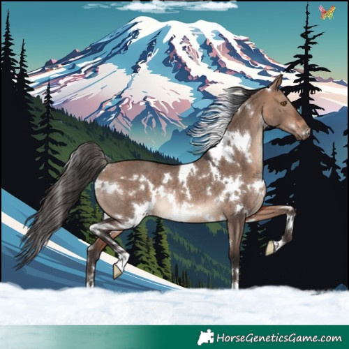 Horse Color:White Spotted Bay Dun Mushroom Rabicano 