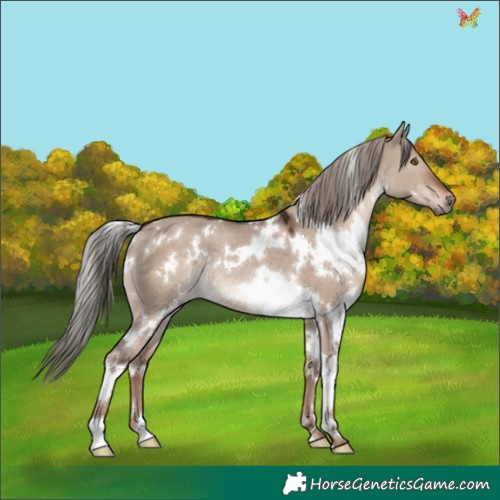 Horse Color:White Spotted Liver Red Dun Mushroom Rabicano 