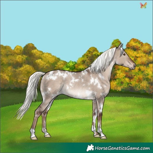 Horse Color:White Spotted Liver Red Dun Mushroom Rabicano 