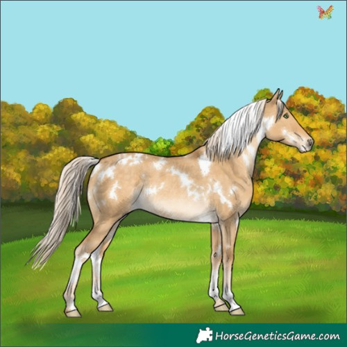 Horse Color:White Spotted Palomino Dun Mushroom Rabicano 