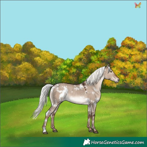 Horse Color:White Spotted Liver Red Dun Mushroom Rabicano 