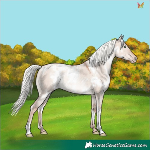 Horse Color:White Spotted Gold Champagne Dun Mushroom Rabicano 