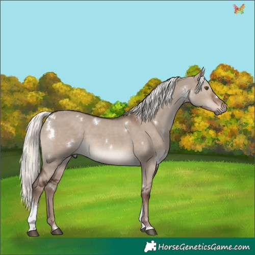 Horse Color:White Spotted Liver Red Dun Mushroom Tobiano Rabicano 