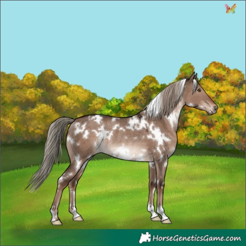 Horse Color:White Spotted Liver Red Dun Mushroom Rabicano 