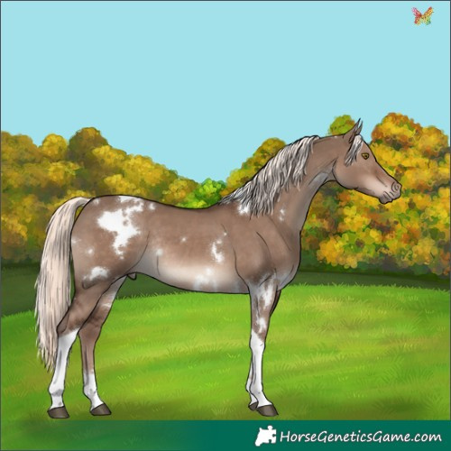 Horse Color:White Spotted Liver Red Dun Mushroom Tobiano Rabicano 