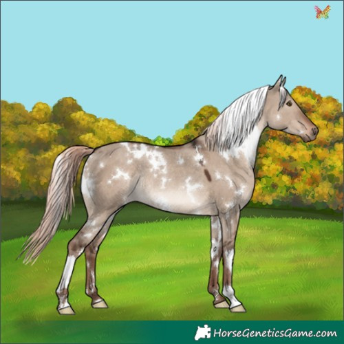 Horse Color:White Spotted Liver Red Dun Mushroom Rabicano 