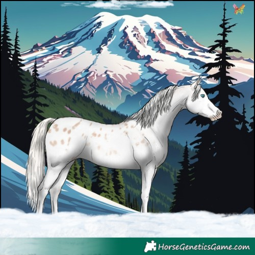 Horse Color:White Spotted Red Dun Mushroom Splash Appaloosa Rabicano 