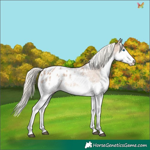 Horse Color:White Spotted Red Dun Mushroom Splash Appaloosa Rabicano 