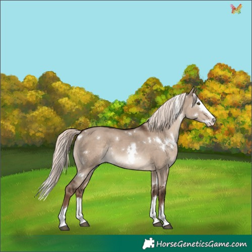 Horse Color:White Spotted Liver Red Dun Mushroom Splash Rabicano 