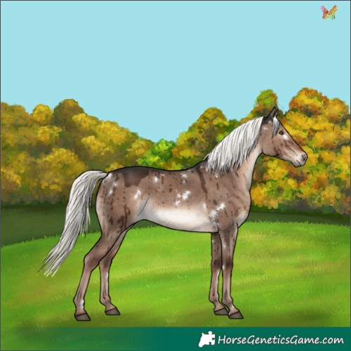 Horse Color:White Spotted Liver Red Dun Mushroom Rabicano Brindle 