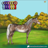 Horse Color:White Spotted Liver Red Dun Mushroom Rabicano Brindle 