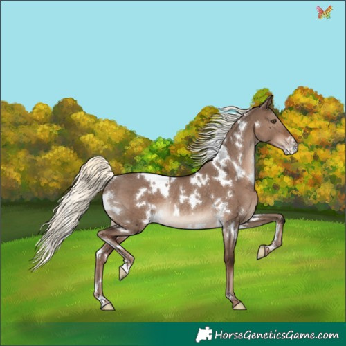 Horse Color:White Spotted Liver Red Dun Mushroom Rabicano 