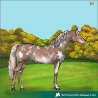 Horse Color:White Spotted Liver Red Dun Mushroom Rabicano 