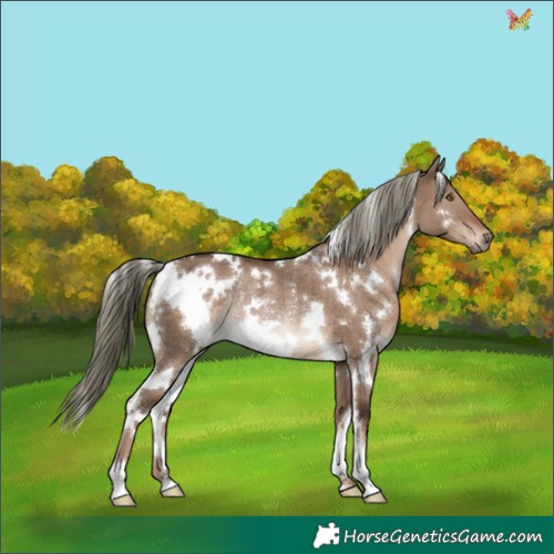 Horse Color:White Spotted Liver Red Dun Mushroom Rabicano 