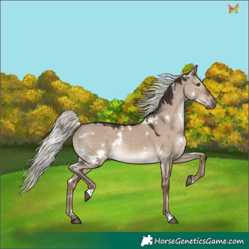 Horse Color:White Spotted Liver Red Dun Mushroom Rabicano 