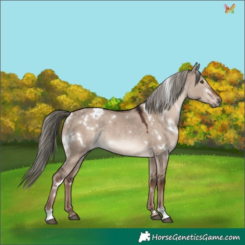 Horse Color:White Spotted Liver Red Dun Mushroom Rabicano 