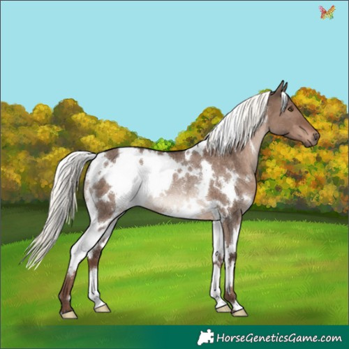 Horse Color:White Spotted Liver Red Dun Mushroom Rabicano 
