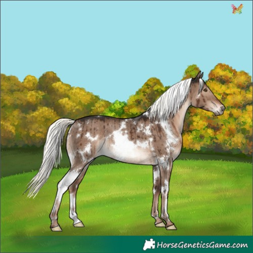 Horse Color:White Spotted Liver Red Dun Mushroom Rabicano Brindle 