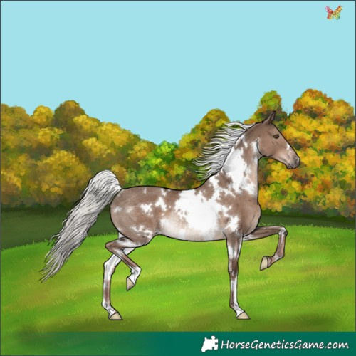 Horse Color:White Spotted Liver Red Dun Mushroom Rabicano 
