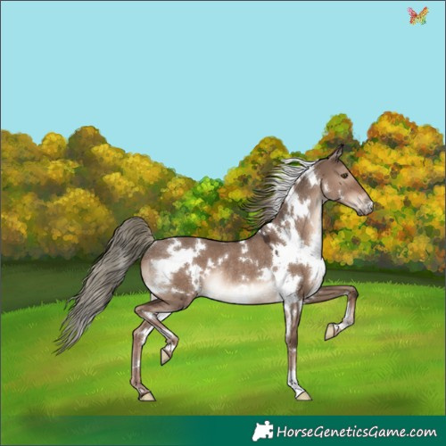 Horse Color:White Spotted Liver Red Dun Mushroom Rabicano 