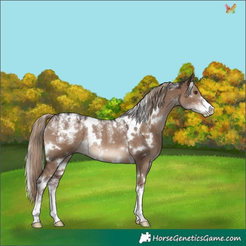 Horse Color:Powder White White Spotted Liver Red Dun Rabicano 