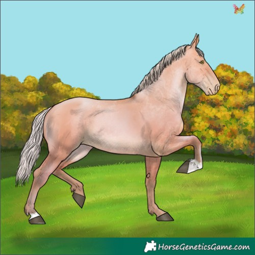 Horse Color:Silver Brown Pearl Dun 