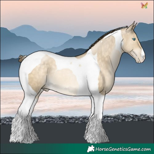 Horse Color:Buckskin Pearl Dun Tobiano 