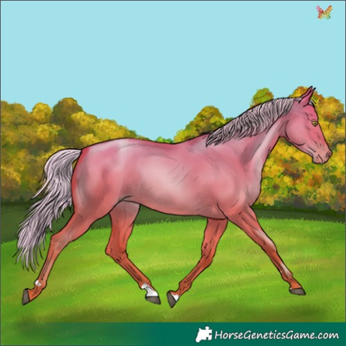 Horse Color:Silver Bay Pearl Dun