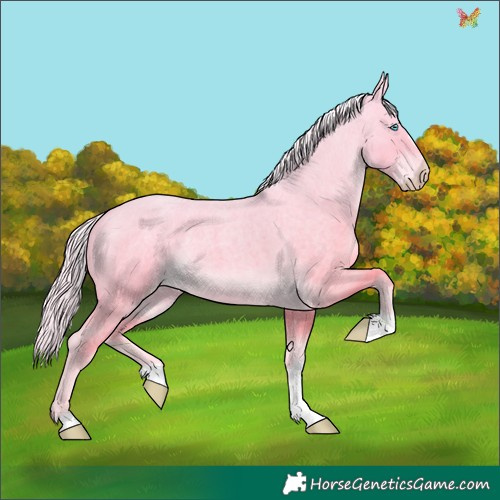 Horse Color:Cremello Roan 