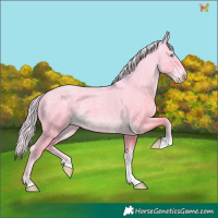 Horse Color:Cremello Roan