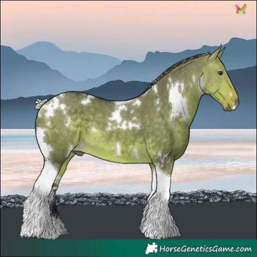 Horse Color:White Spotted Silver Buckskin Dun Tobiano 