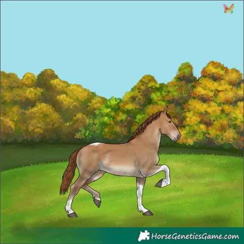 Horse Color:Red Dun Tobiano 
