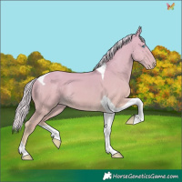 Horse Color:Silver Perlino Dun Tobiano 