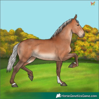 Horse Color:Silver Bay 