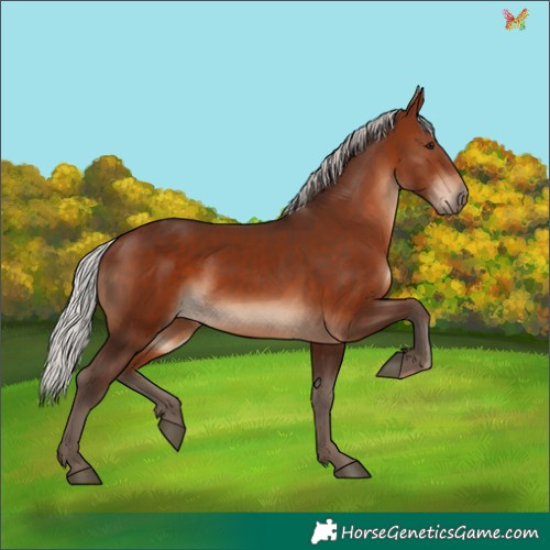 Horse Color:Silver Bay 