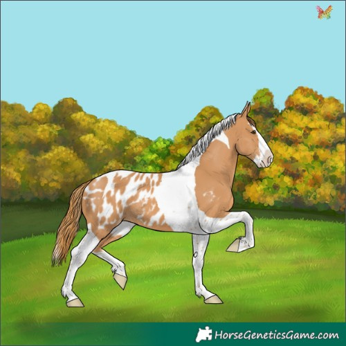 Horse Color:Chestnut Splash Tobiano Appaloosa 