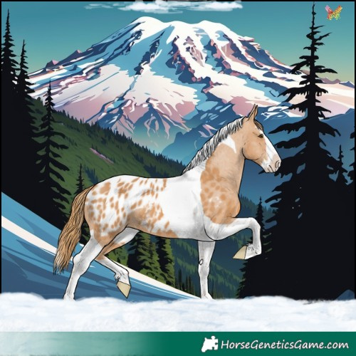 Horse Color:Chestnut Splash Tobiano Near Leopard 