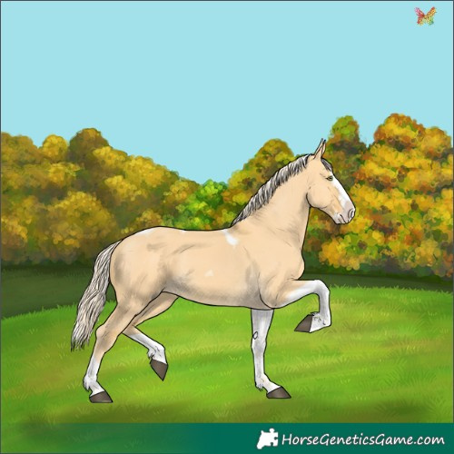 Horse Color:Palomino Dun Splash Tobiano 