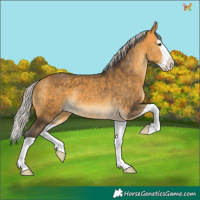Horse Color:Silver Buckskin Splash