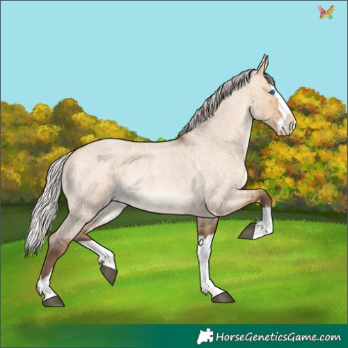 Horse Color:Silver Bay Roan Dun Splash Rabicano 