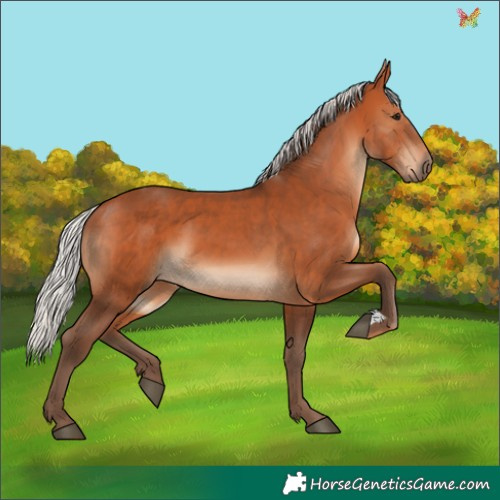 Horse Color:Silver Bay 