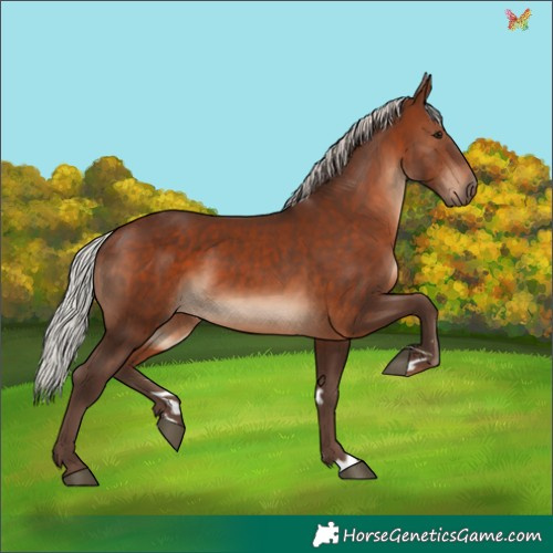 Horse Color:Silver Brown 
