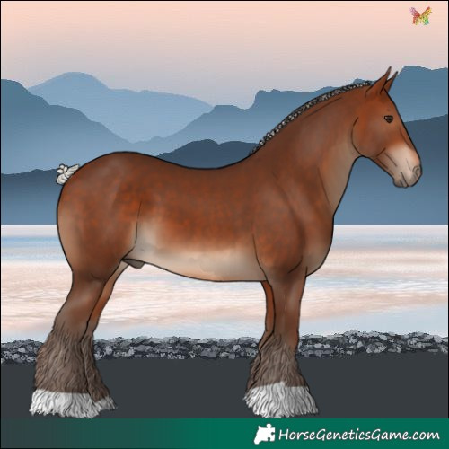 Horse Color:Silver Bay 