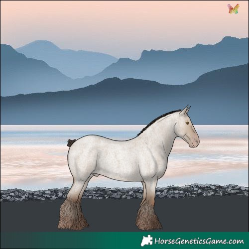 Horse Color:Classic Champagne Roan Dun 