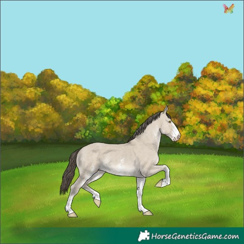 Horse Color:White Spotted Classic Cream Champagne Dun Rabicano 