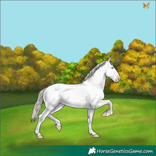 Horse Color:White Spotted Gold Cream Champagne Dun Splash Rabicano 