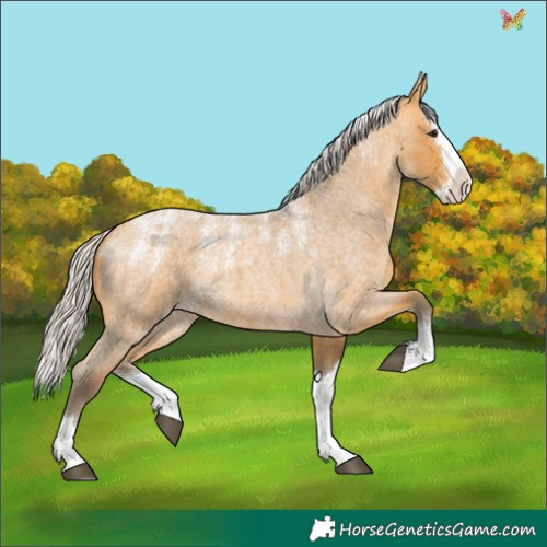Horse Color:Powder White Silver Buckskin Roan Splash 