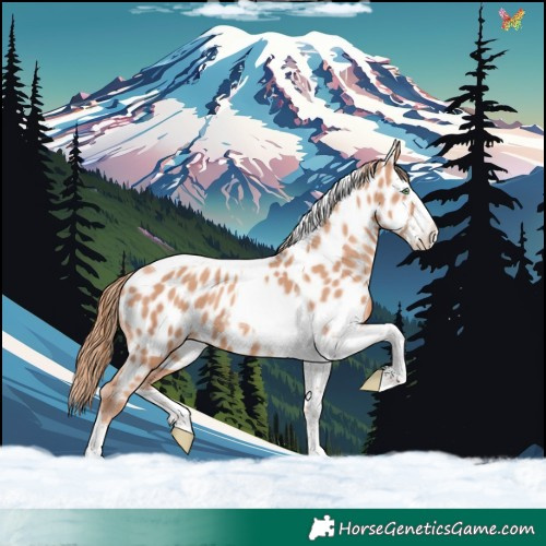 Horse Color:Gold Champagne Splash Tobiano Appaloosa 